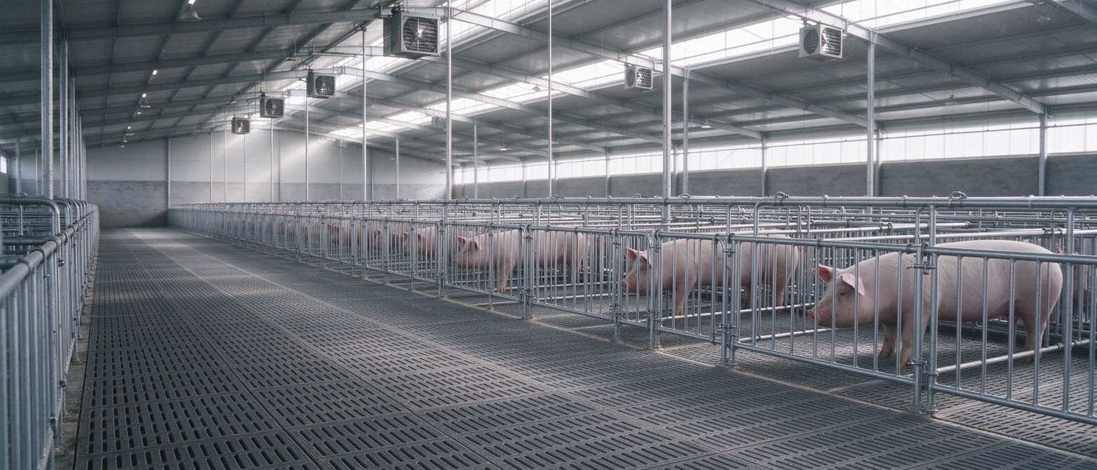 Modern pig farm with plastic slatted floors